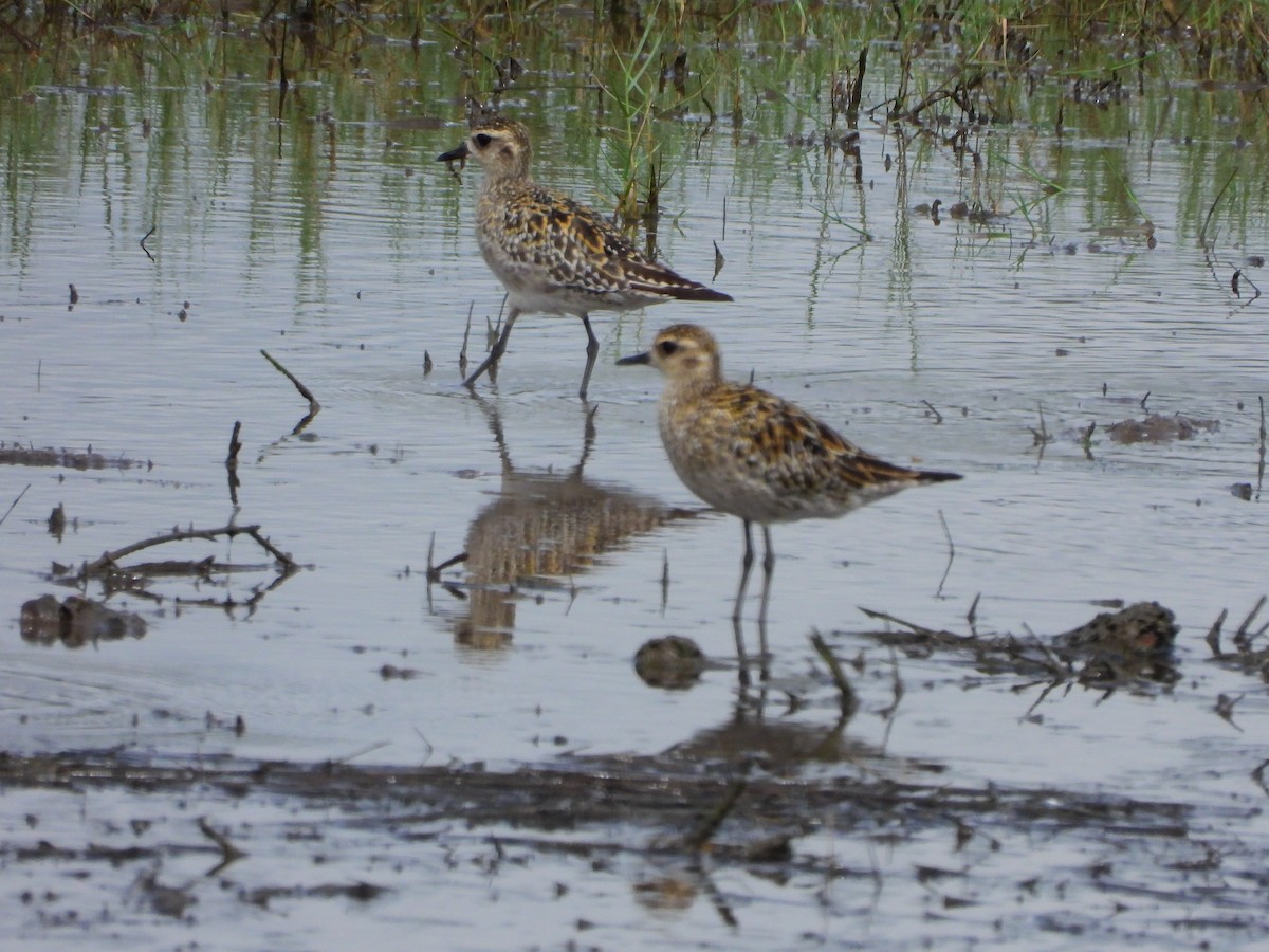 Pacific Golden-Plover - ML624189289