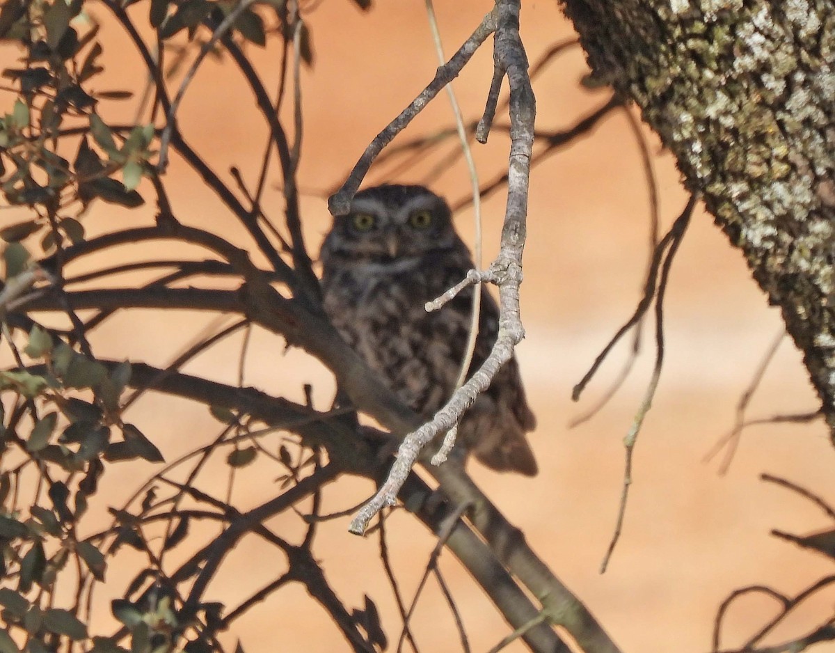 Little Owl - Sharon Lynn