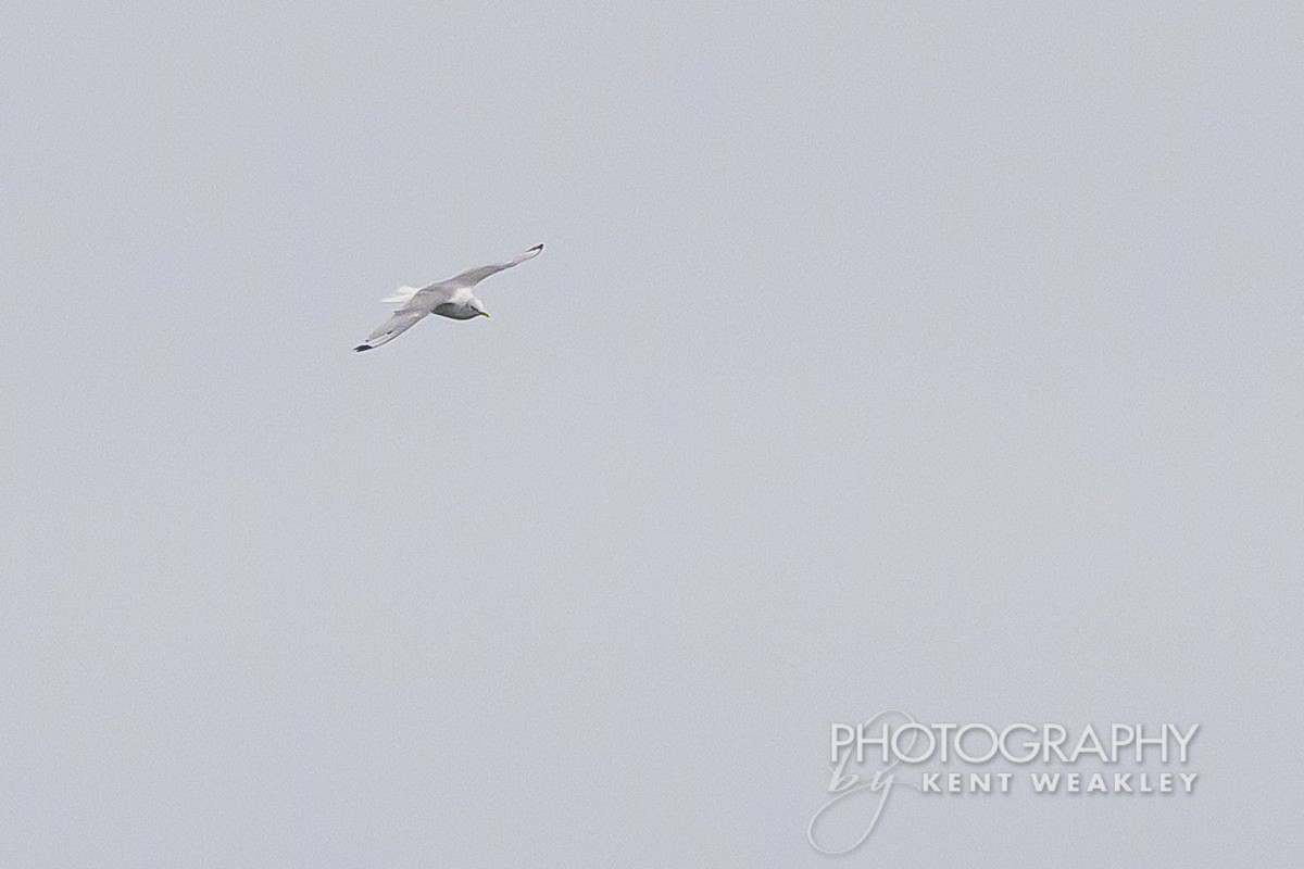 Mouette tridactyle - ML624189293