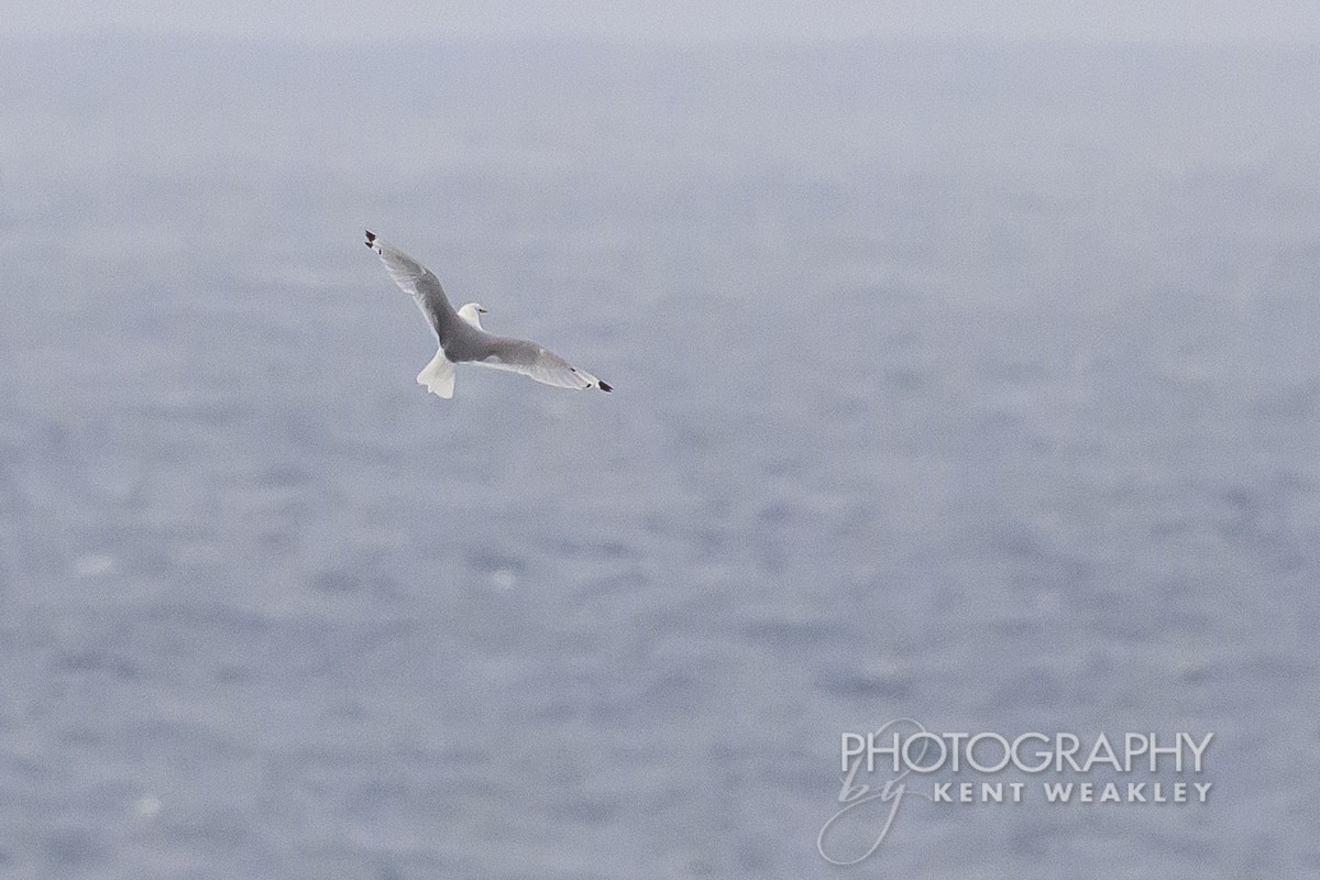 Mouette tridactyle - ML624189294