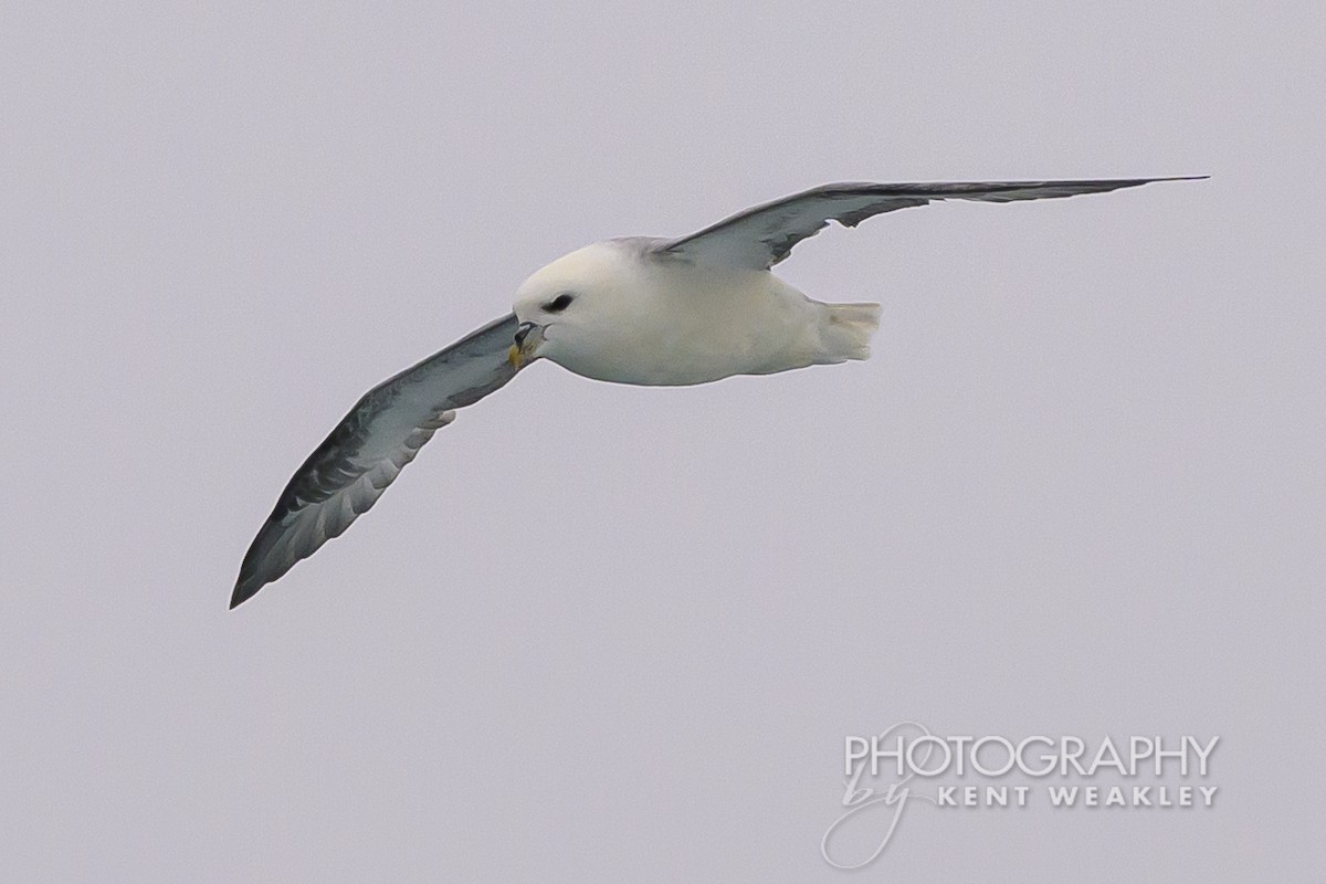 Fulmar boréal - ML624189298