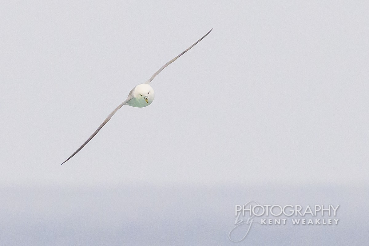 Northern Fulmar - Kent Weakley