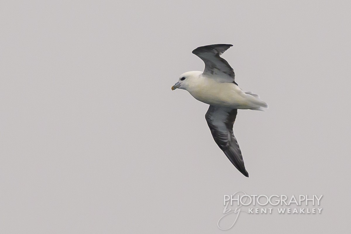 Fulmar boréal - ML624189300