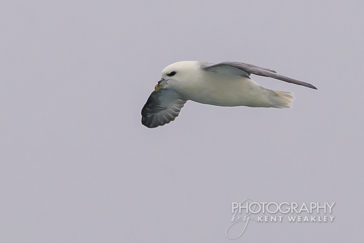 Fulmar boréal - ML624189301