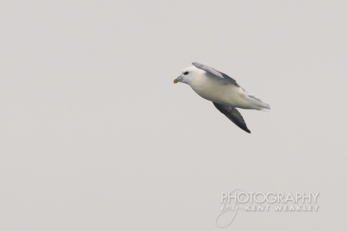 Fulmar boréal - ML624189302