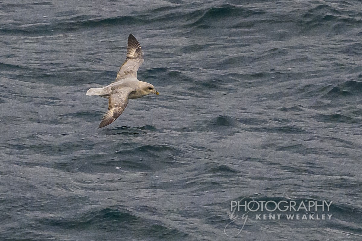 Fulmar boréal - ML624189303