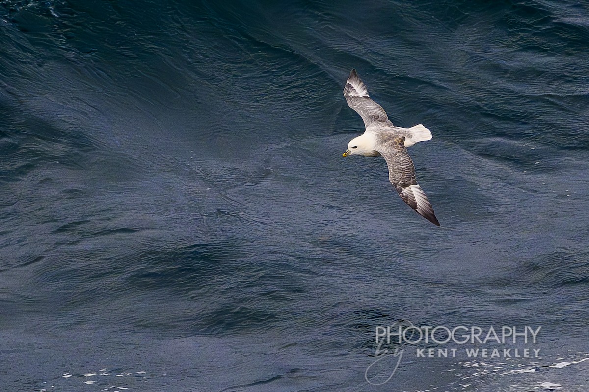 Fulmar boréal - ML624189304