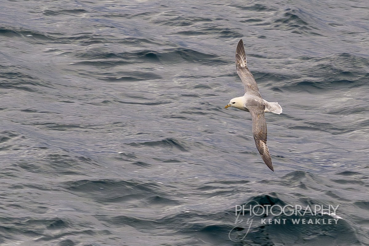 Fulmar boréal - ML624189305