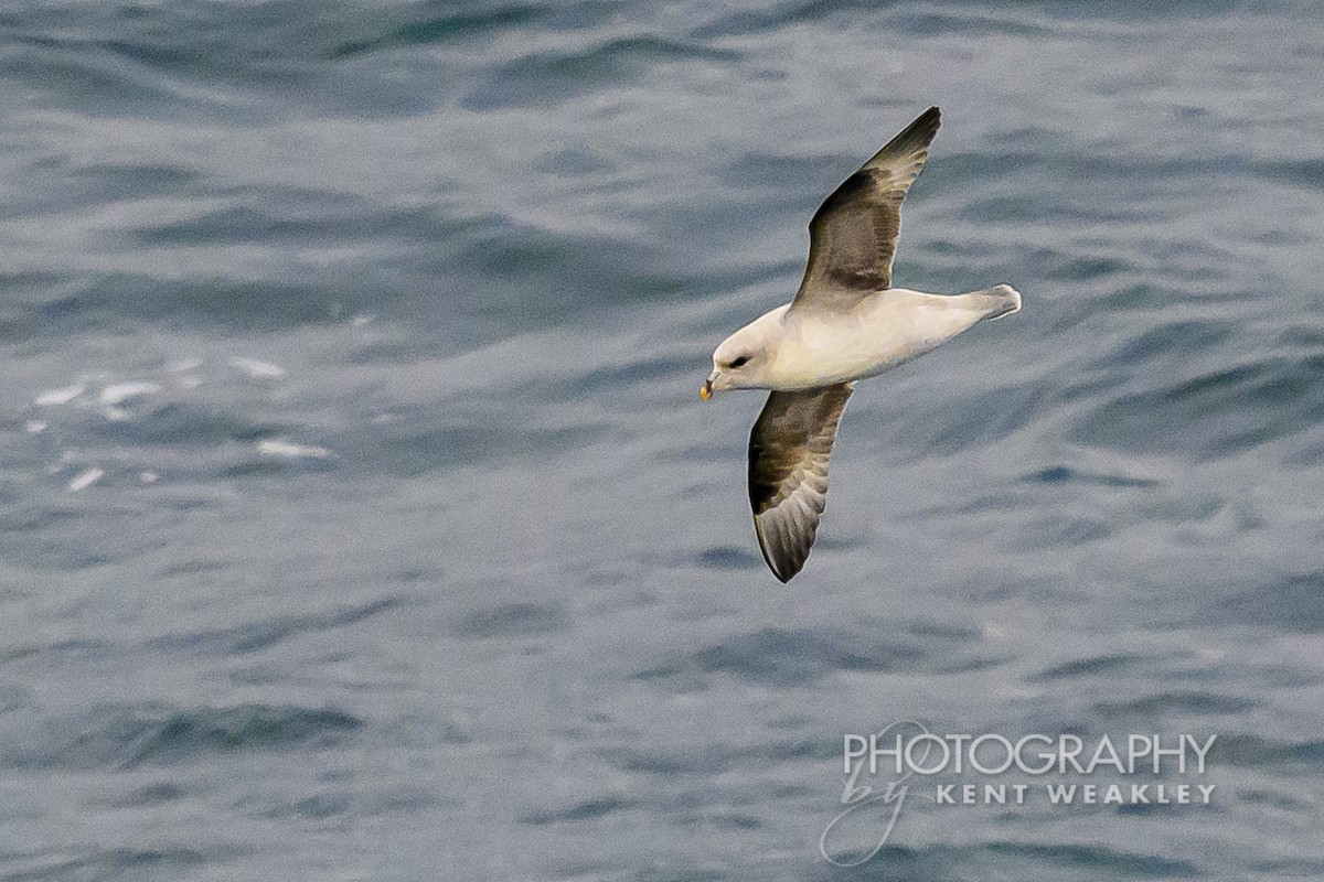 Fulmar boréal - ML624189306