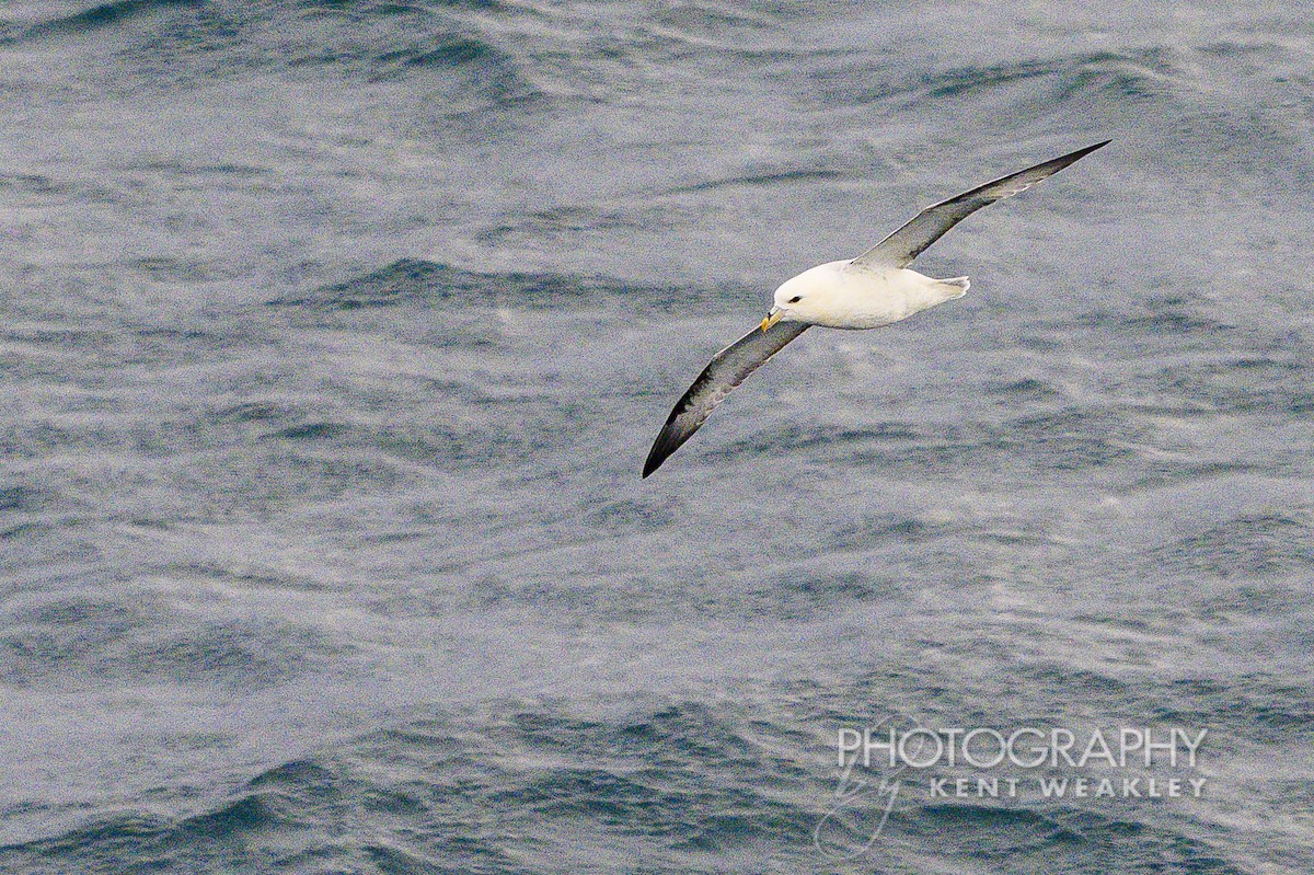 Fulmar boréal - ML624189307