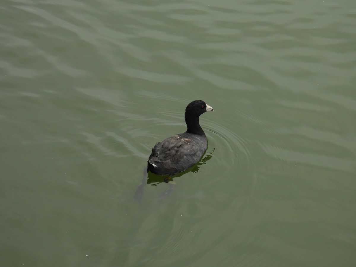 American Coot - Kathy Spencer