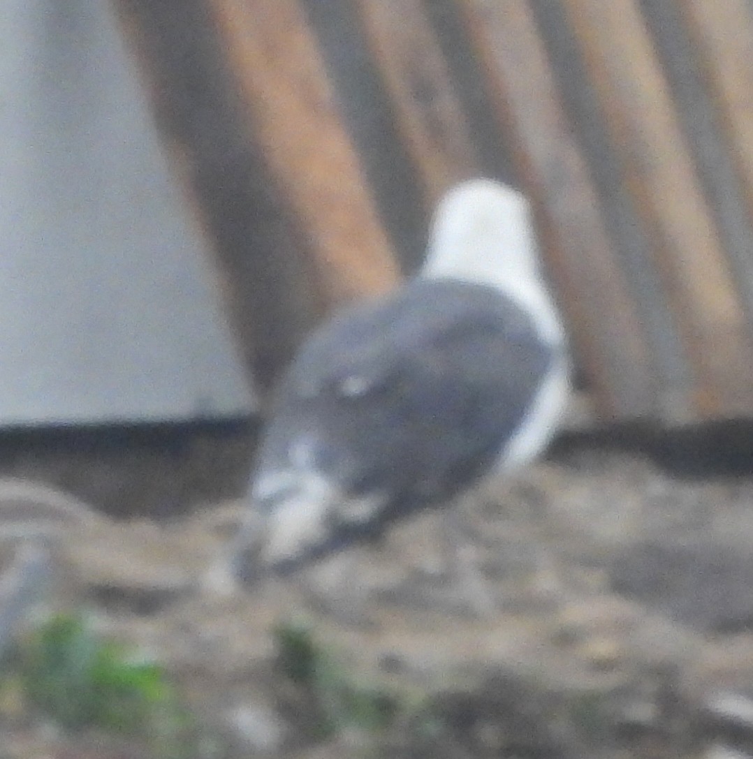 Great Black-backed Gull - ML624189352