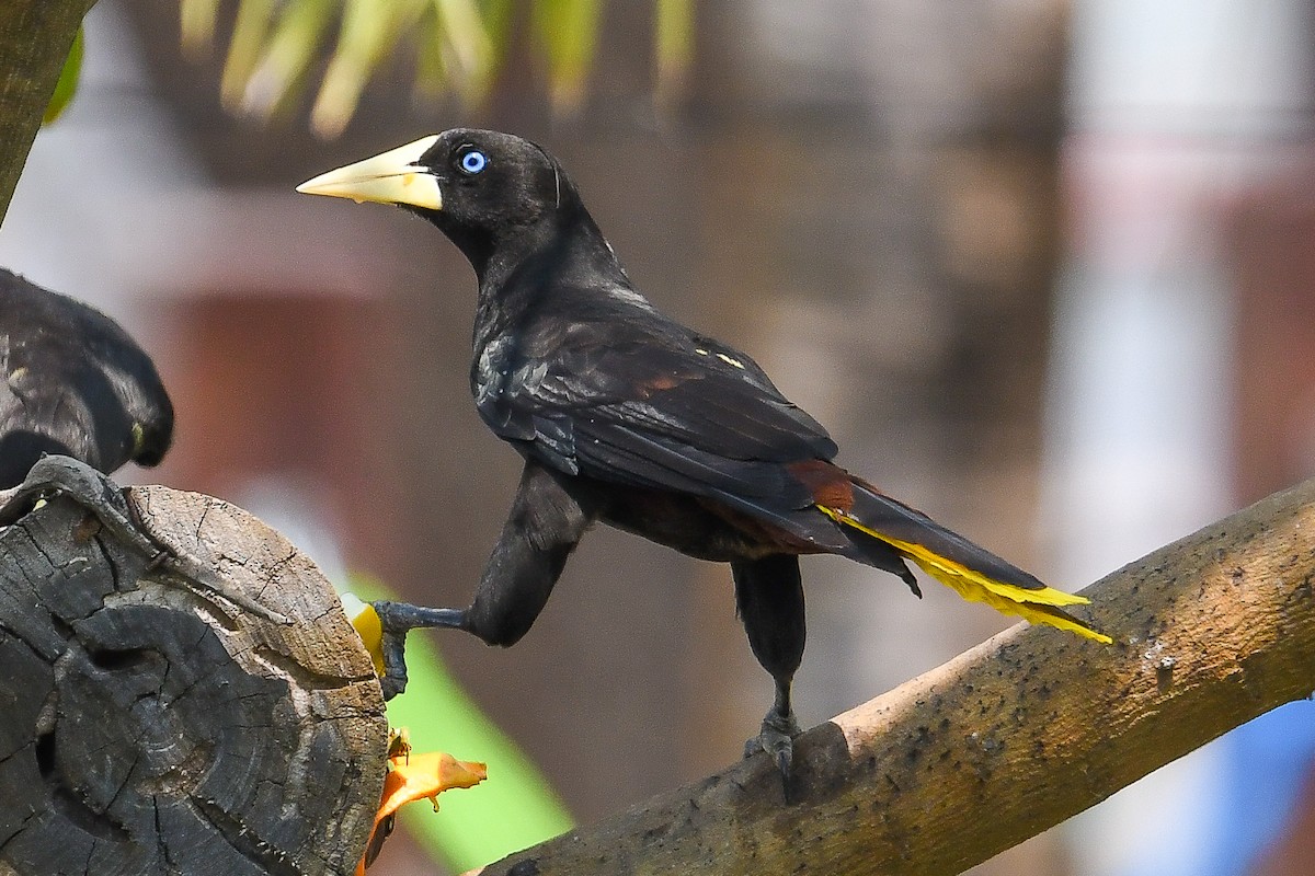 Yellow-rumped Cacique - Bill Asteriades