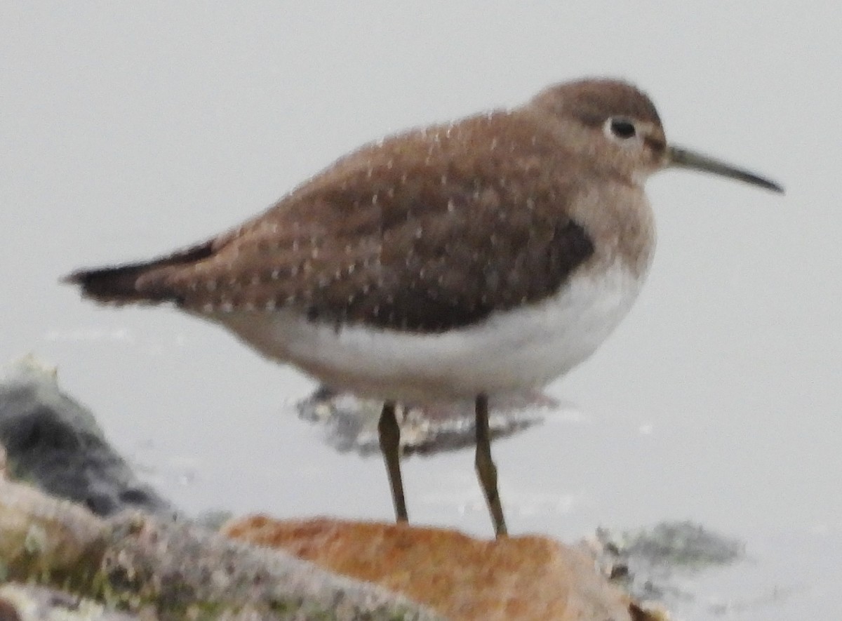 Solitary Sandpiper - ML624189361