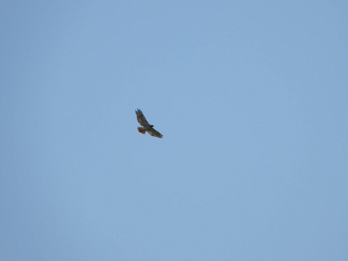 Red-tailed Hawk - ML624189363