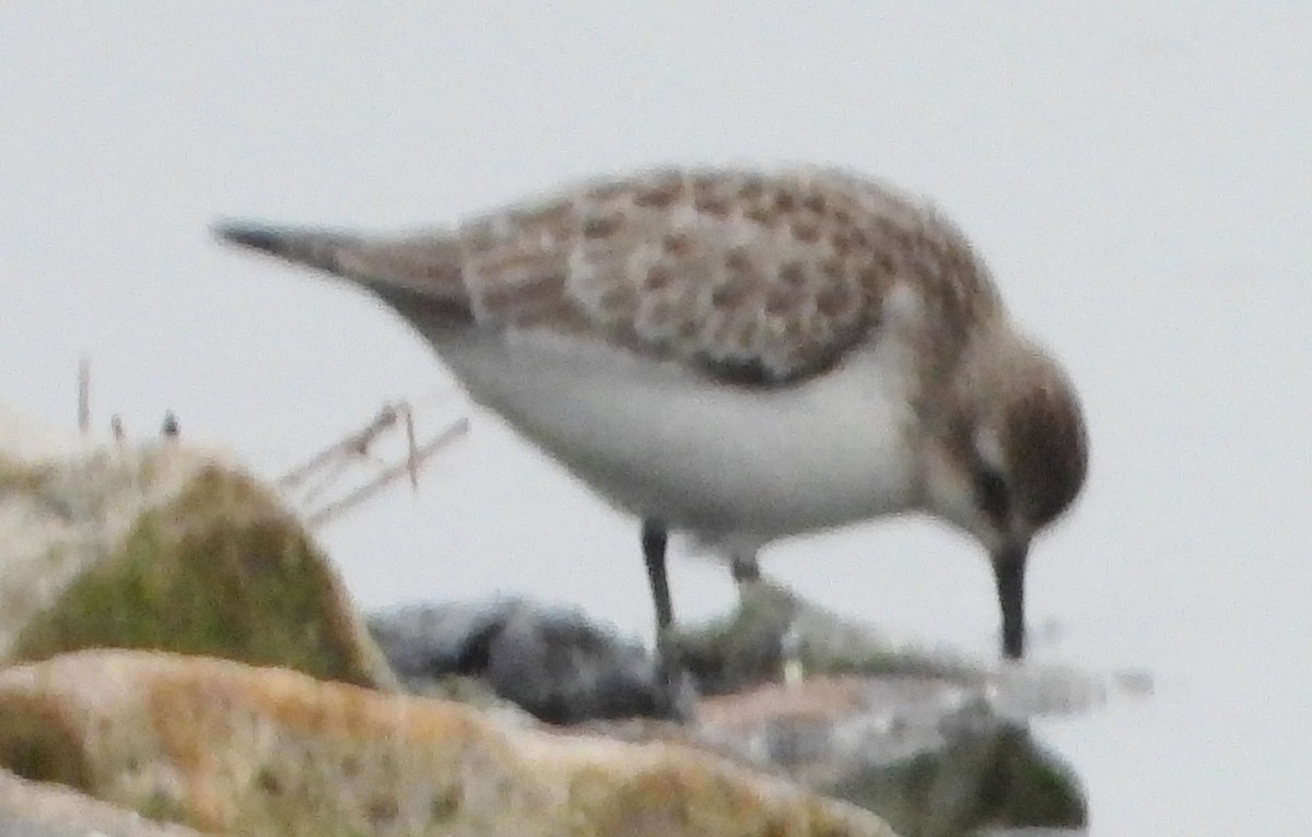 Semipalmated Sandpiper - ML624189365