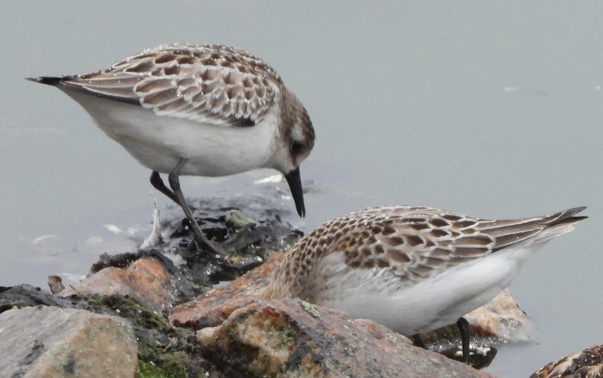 Semipalmated Sandpiper - ML624189366