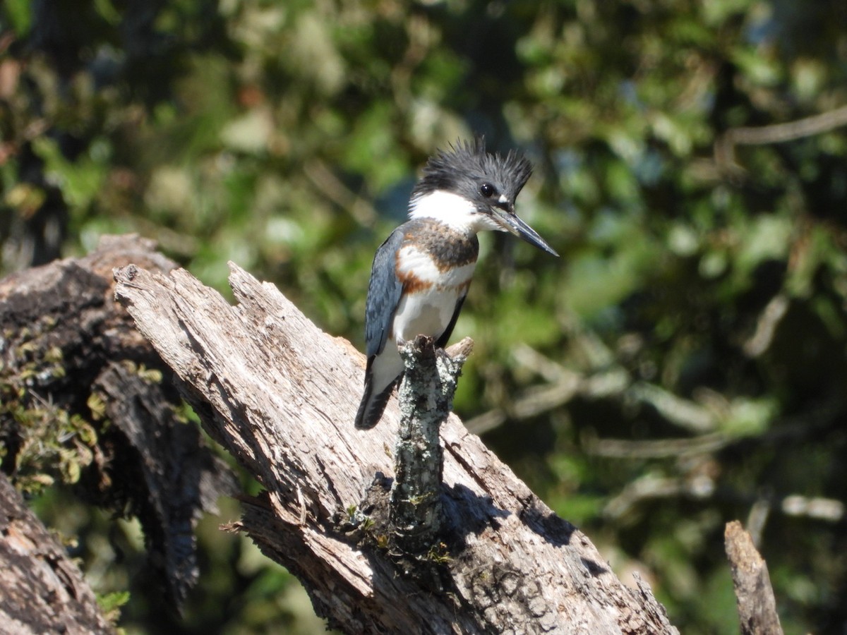 Belted Kingfisher - ML624189367