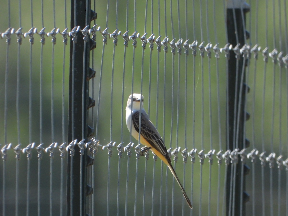 Scissor-tailed Flycatcher - ML624189373