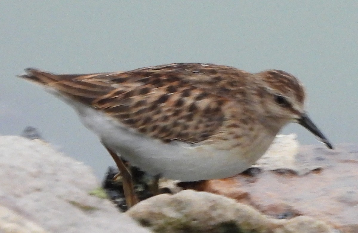 Least Sandpiper - alan murray