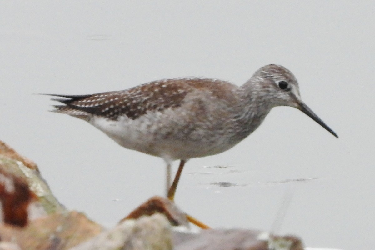 Lesser Yellowlegs - ML624189378