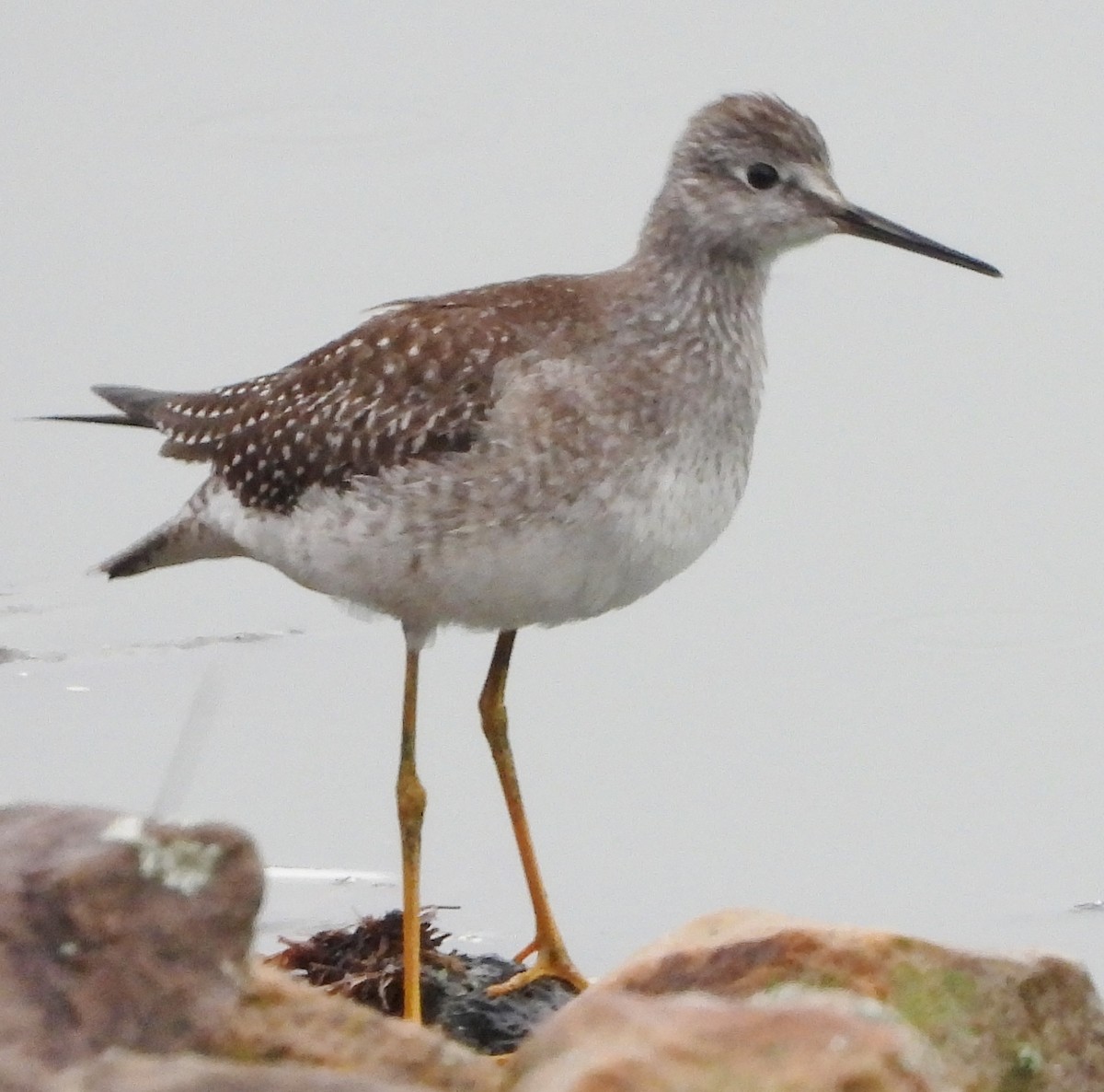 Lesser Yellowlegs - ML624189383