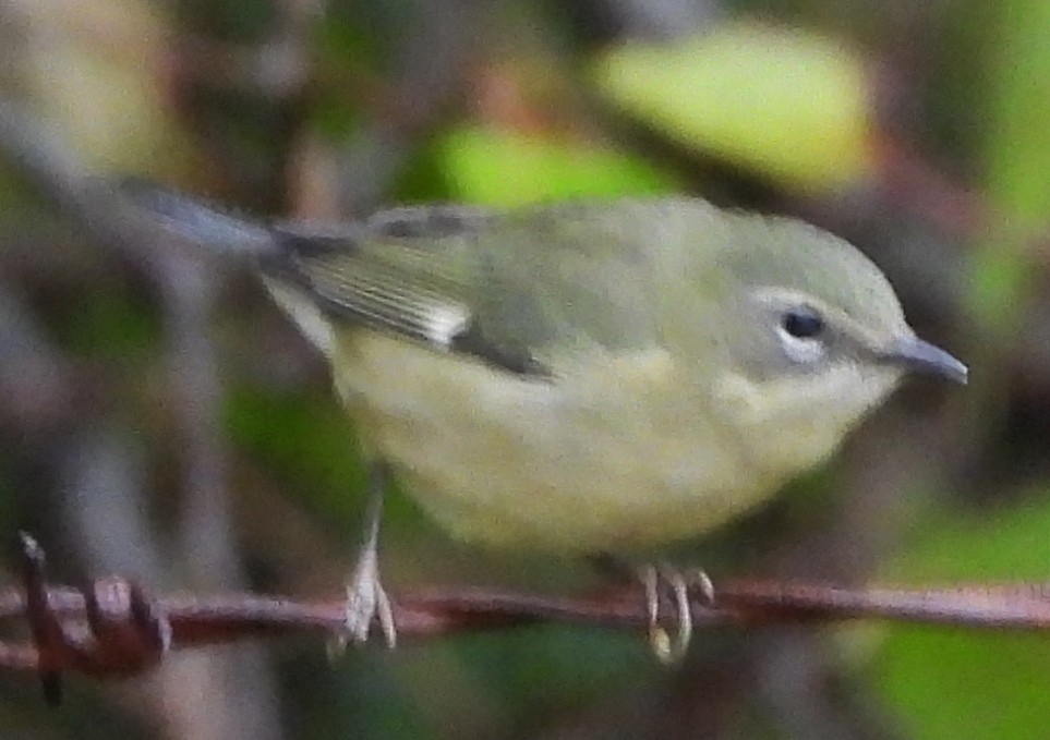 Black-throated Blue Warbler - alan murray