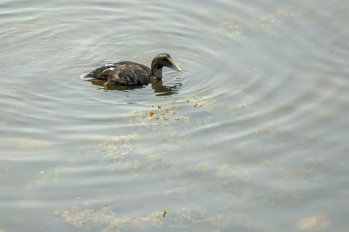 Common Eider - ML624189393