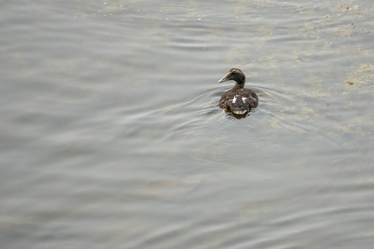 Common Eider - ML624189395