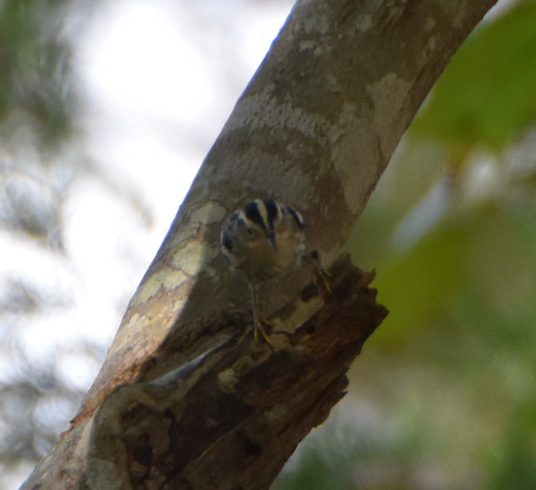 Black-and-white Warbler - ML624189399