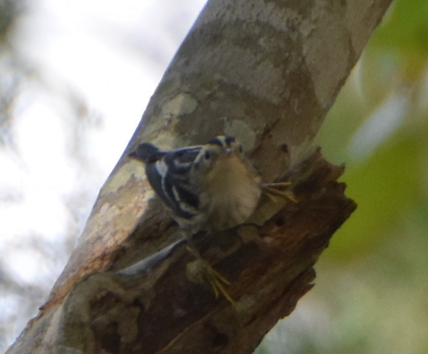 Black-and-white Warbler - ML624189400