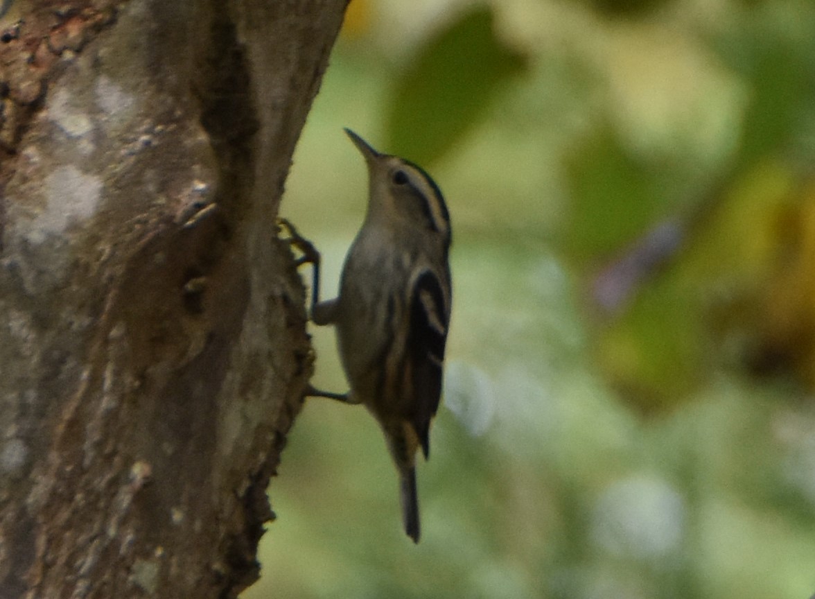 Black-and-white Warbler - Anonymous