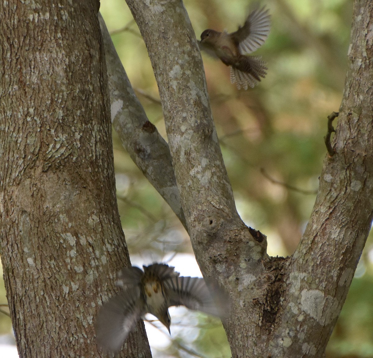 Black-and-white Warbler - ML624189403