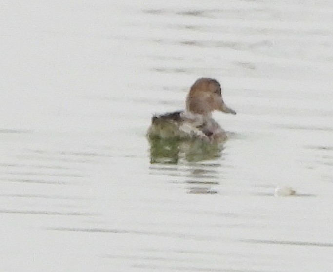 Green-winged Teal - ML624189408