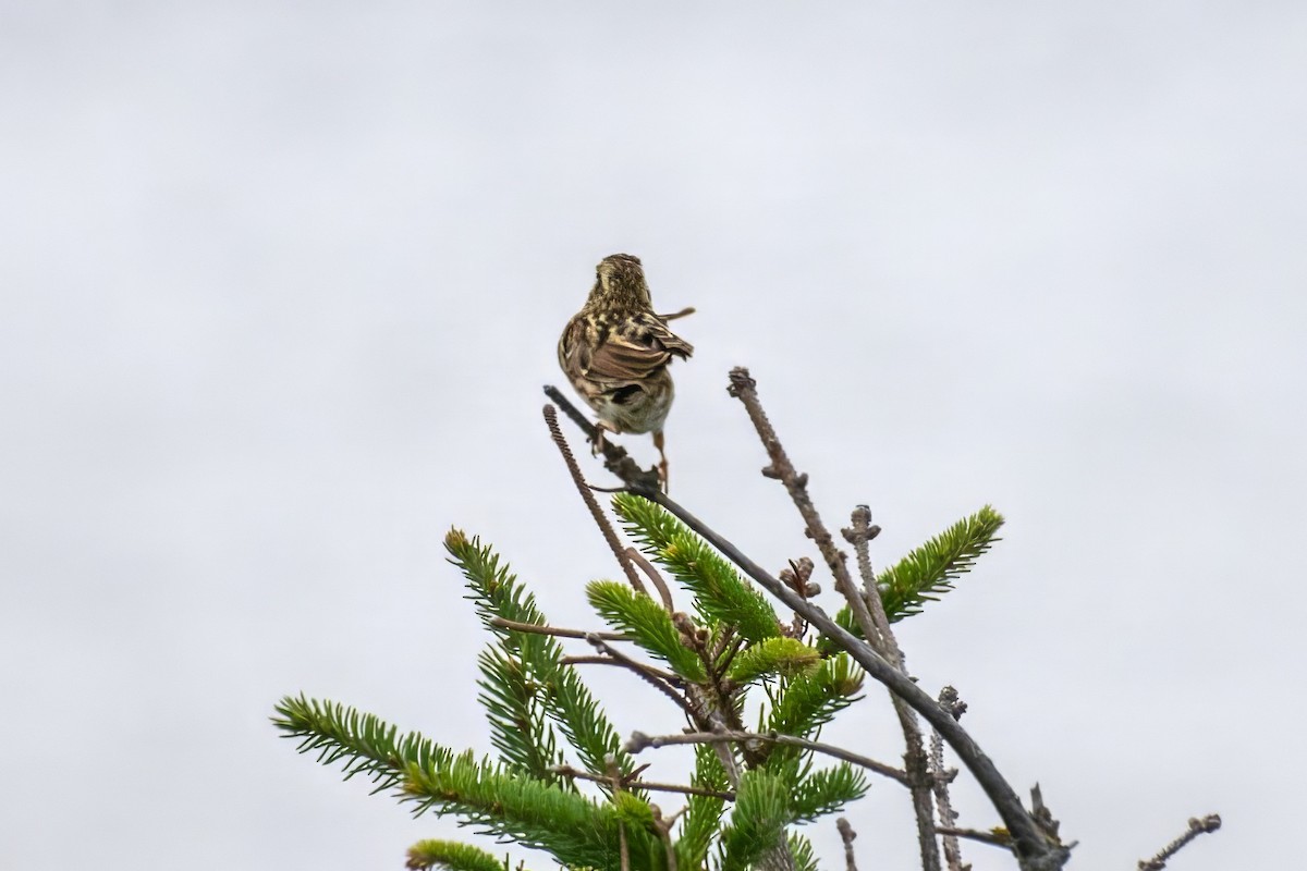 Song Sparrow - ML624189410