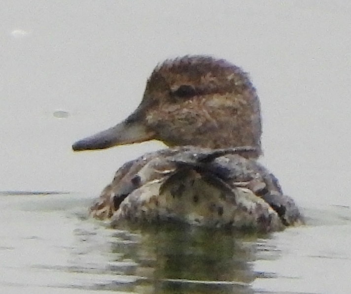 Green-winged Teal - ML624189411