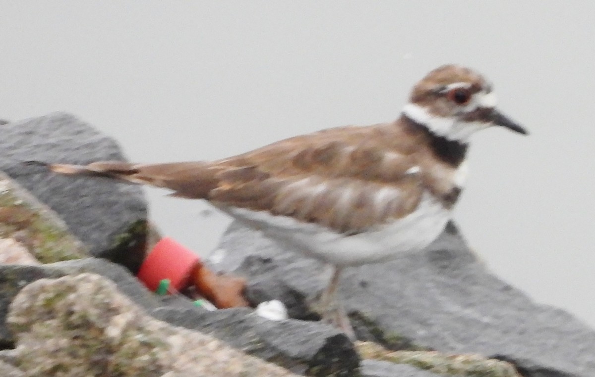 Killdeer - ML624189416