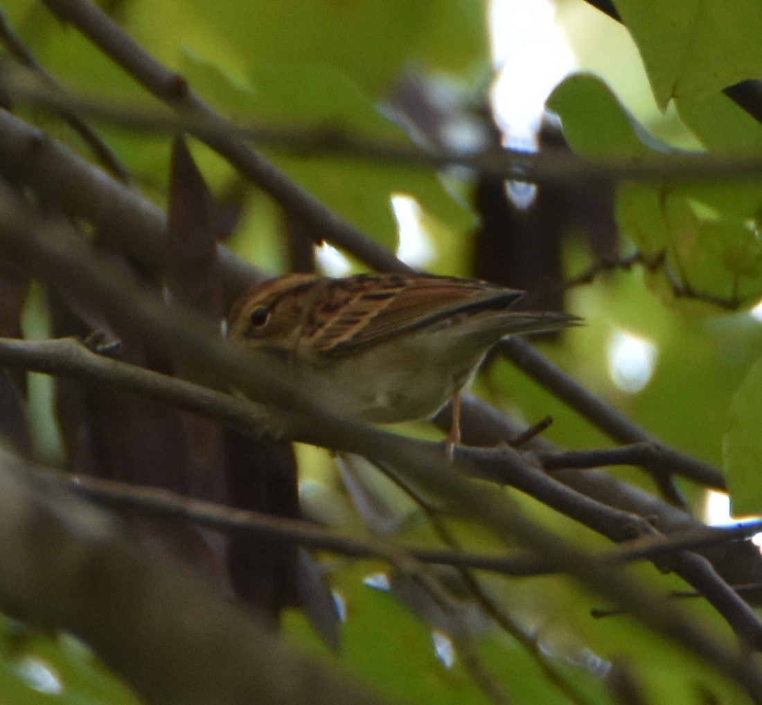 Chipping Sparrow - ML624189426