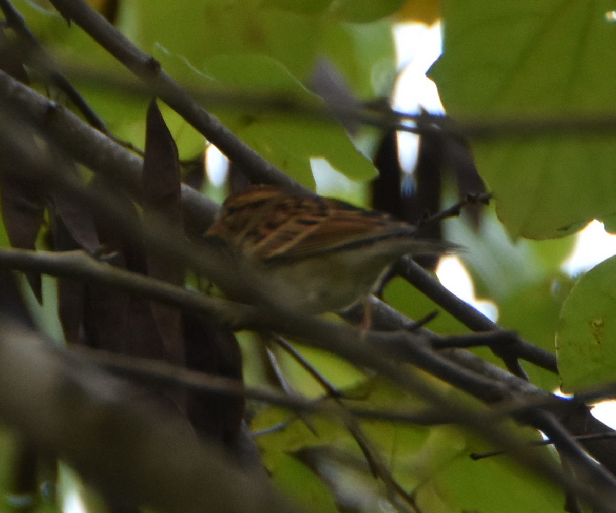 Chipping Sparrow - ML624189427