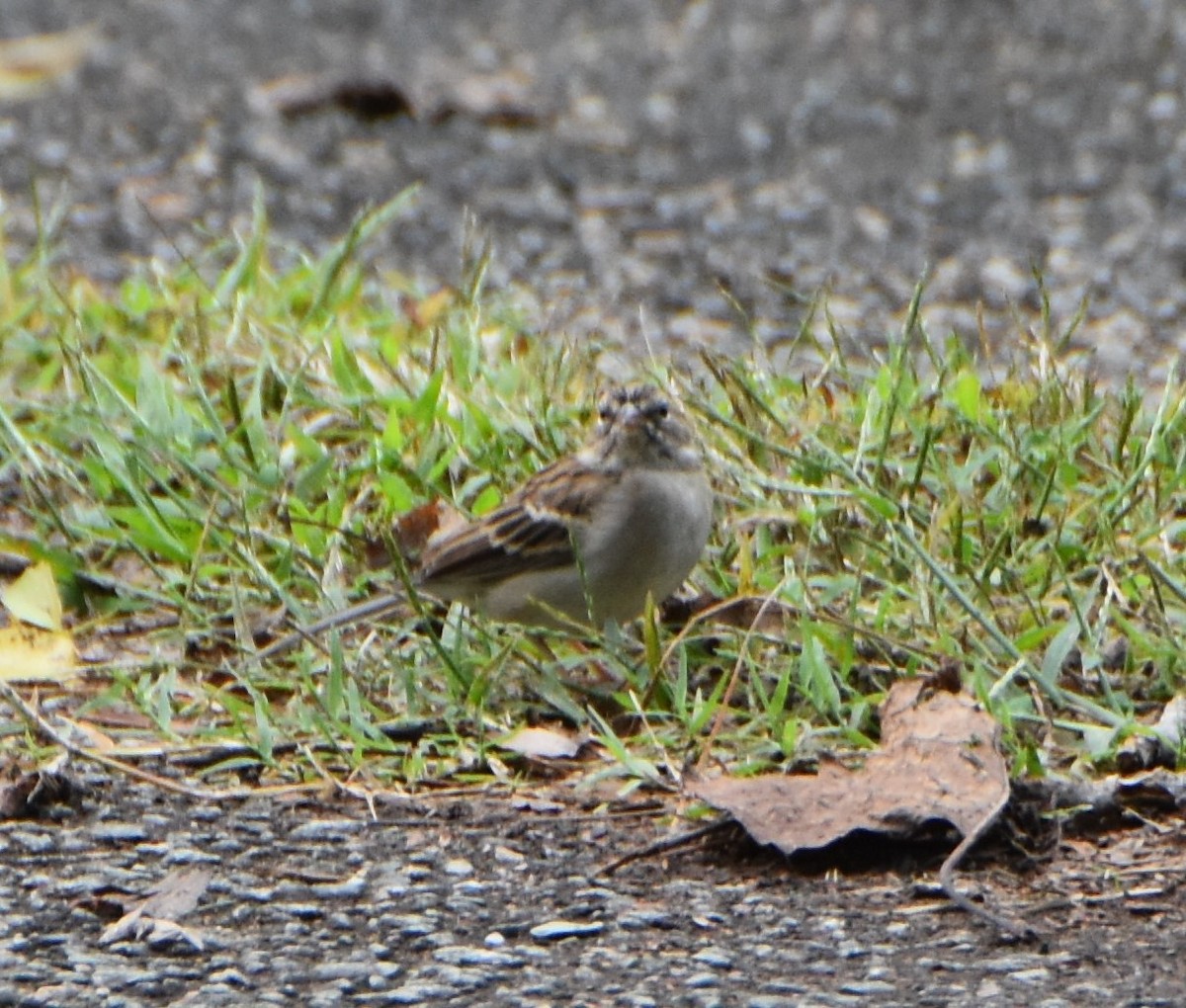 Chipping Sparrow - ML624189428