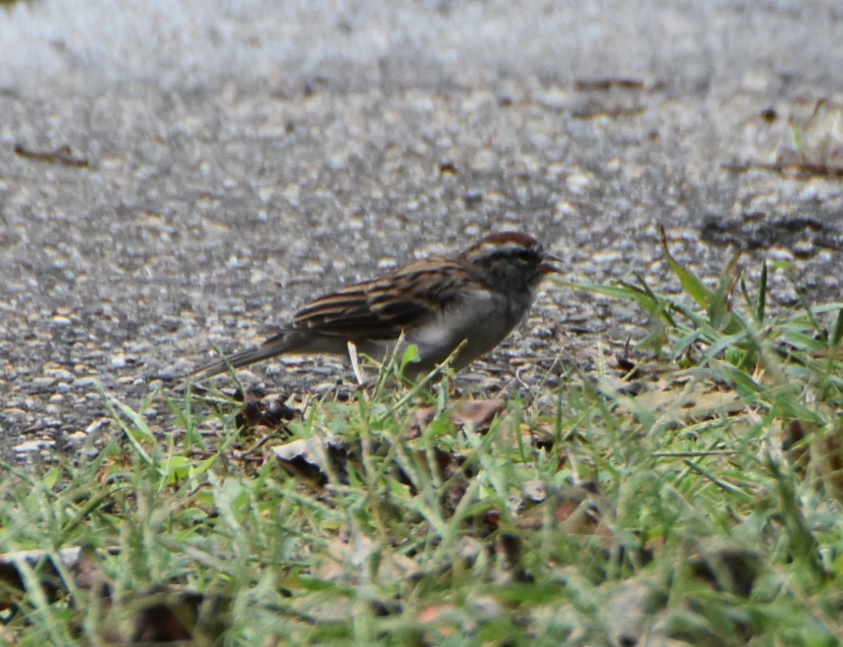 Chipping Sparrow - ML624189429