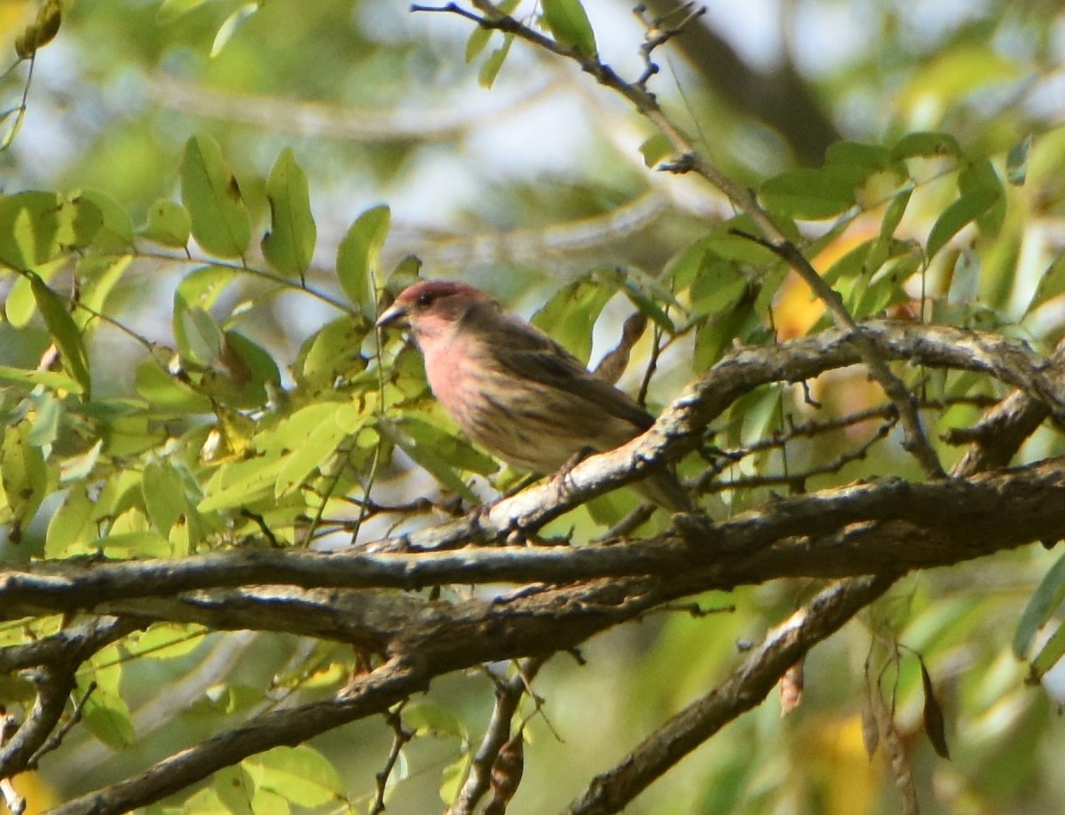 House Finch - ML624189431