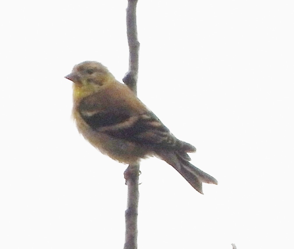 American Goldfinch - ML624189439