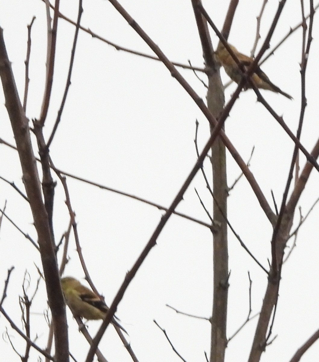 American Goldfinch - ML624189440