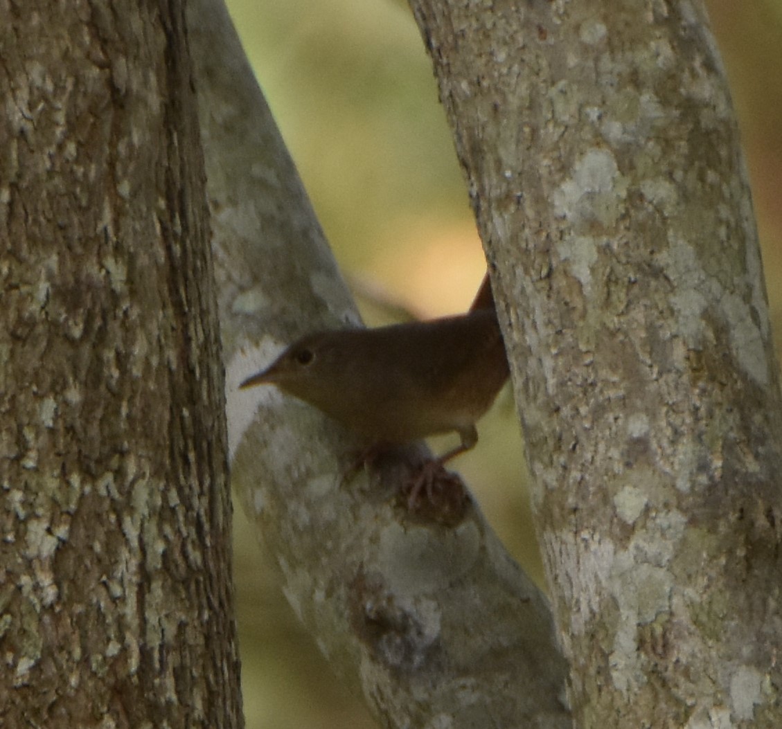 House Wren - ML624189445