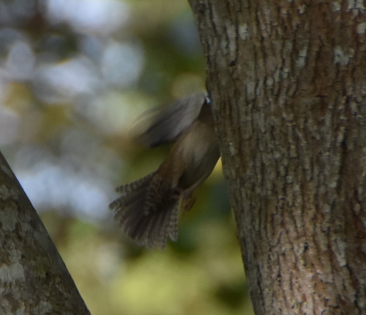 House Wren - ML624189446