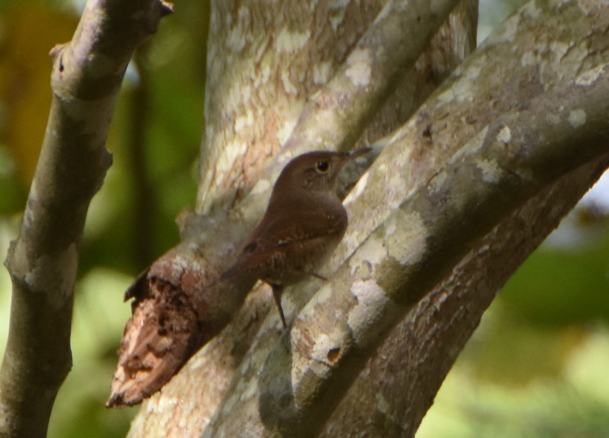 House Wren - ML624189447