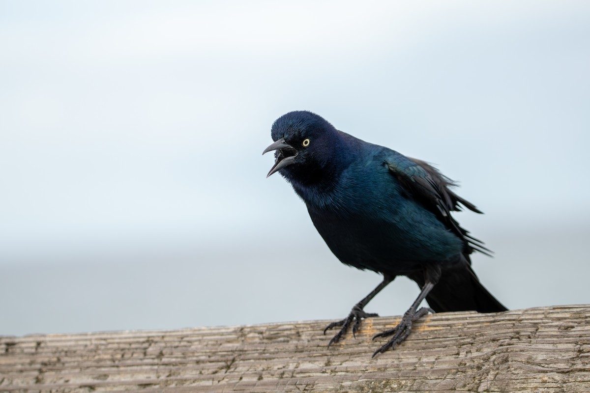 Boat-tailed Grackle - ML624189449