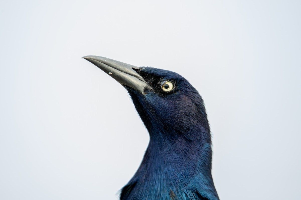 Boat-tailed Grackle - ML624189450