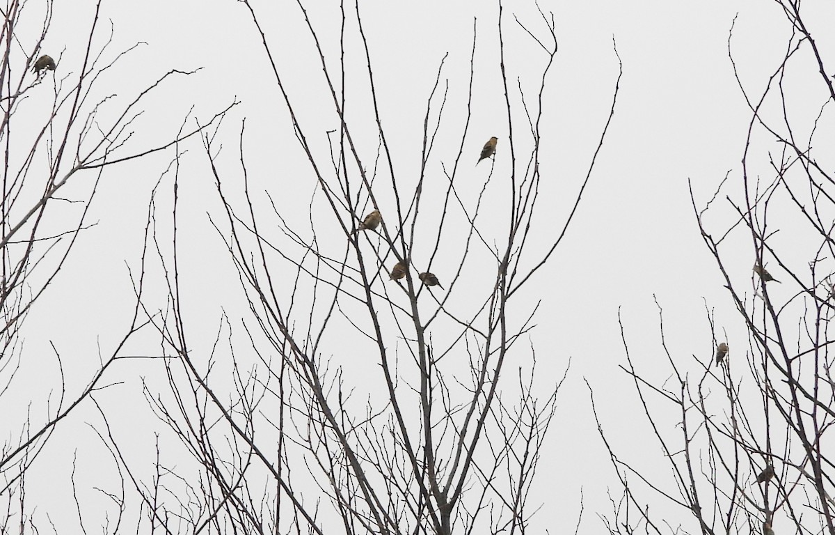 American Goldfinch - ML624189451